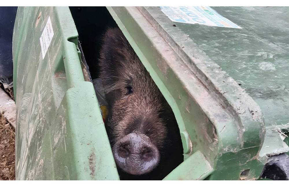 Foto: Na Hájiku uviazol diviak v kontajneri na komunálny odpad, zviera odviezol zo sídliska poľovník