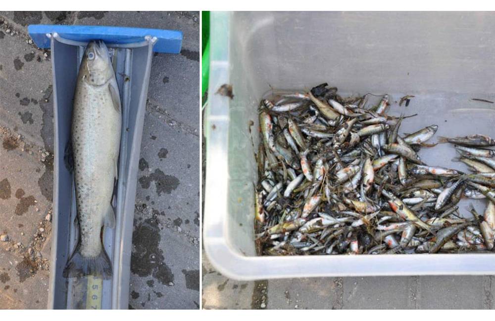V obci Štiavnik niekto vylial do potoka betónovú zmes, na trojkilometrovom úseku uhynulo množstvo rýb