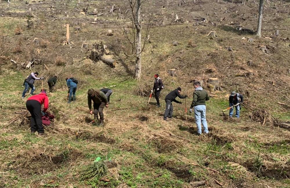 FOTO: Pri Bytči už nasadili tisíc sadeníc z prvej dobrovoľníckej výsadby. Cieľom je milión stromov na Slovensku