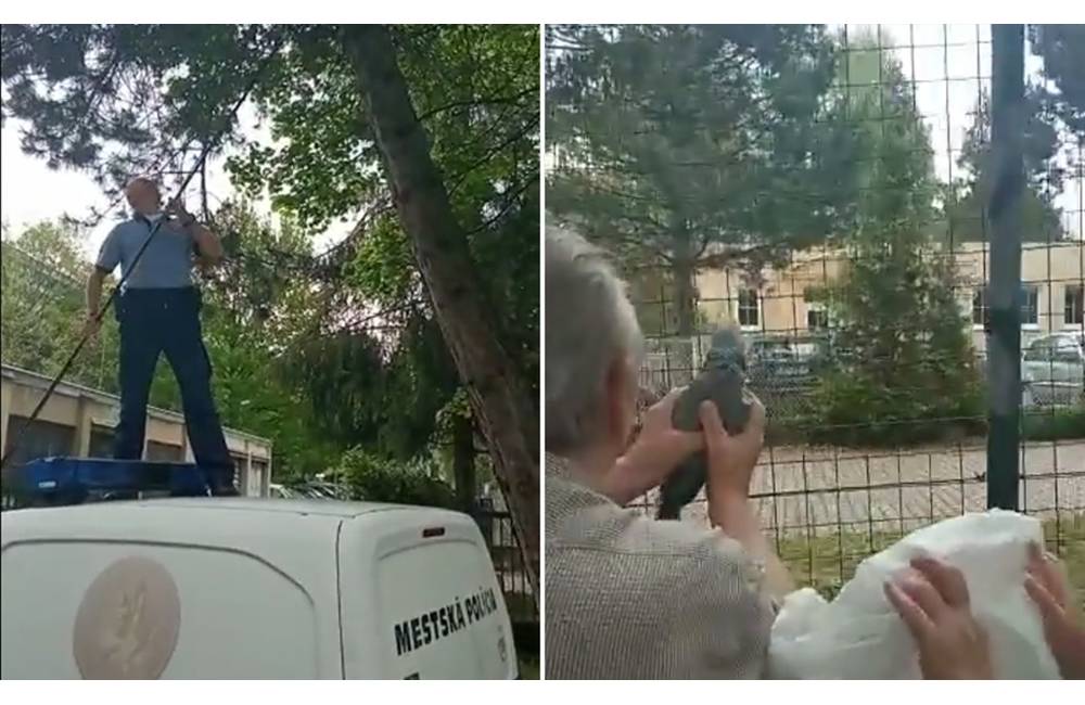 VIDEO: Kynológ MPZA v Žiline pomohol odchytiť papagája Kuba, ten je neoddeliteľným spoločníkom seniorského páru