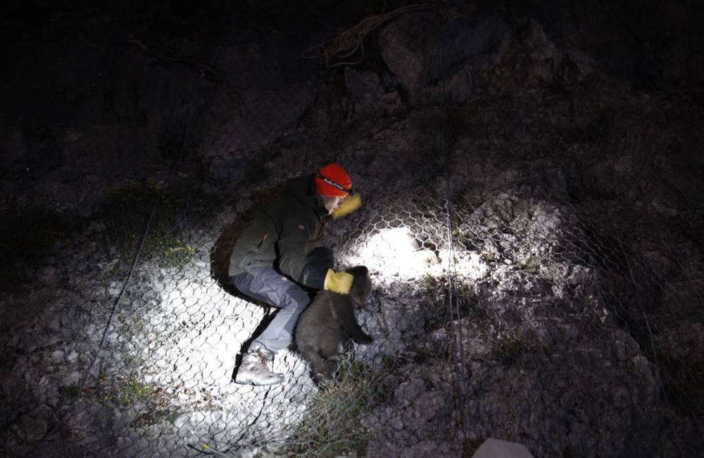 Mláďa medveďa uviazlo na skalnom brale, vďaka záchranárom ho z výšky 17 metrov vyslobodili