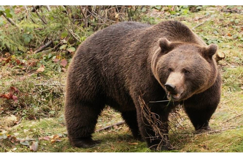V lese na Liptove dnes našli mŕtveho muža, ide pravdepodobne o prvý prípad usmrtenia medveďom