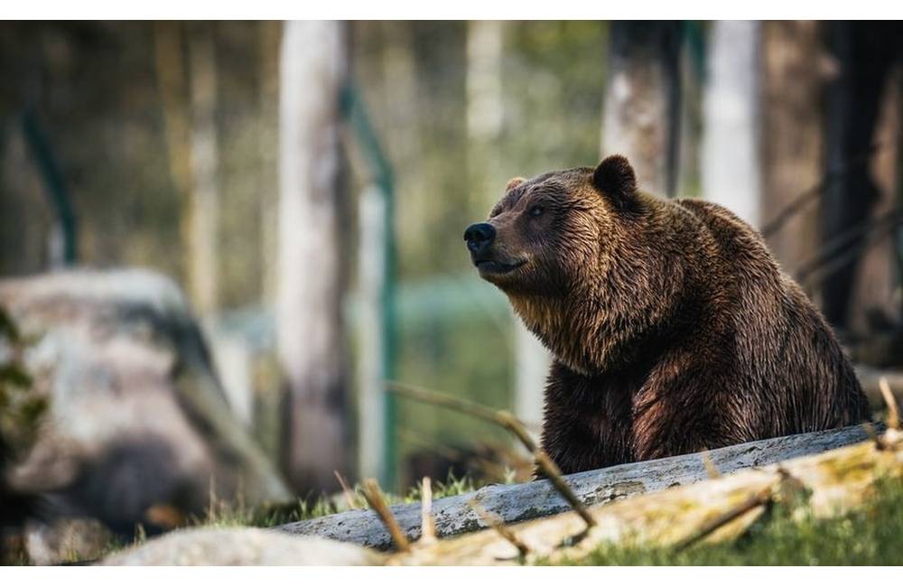 Medvedicu zo Sučian usmrtili injekciou, k výskytu medveďov v intraviláne prispieva aj turistická akvitiva