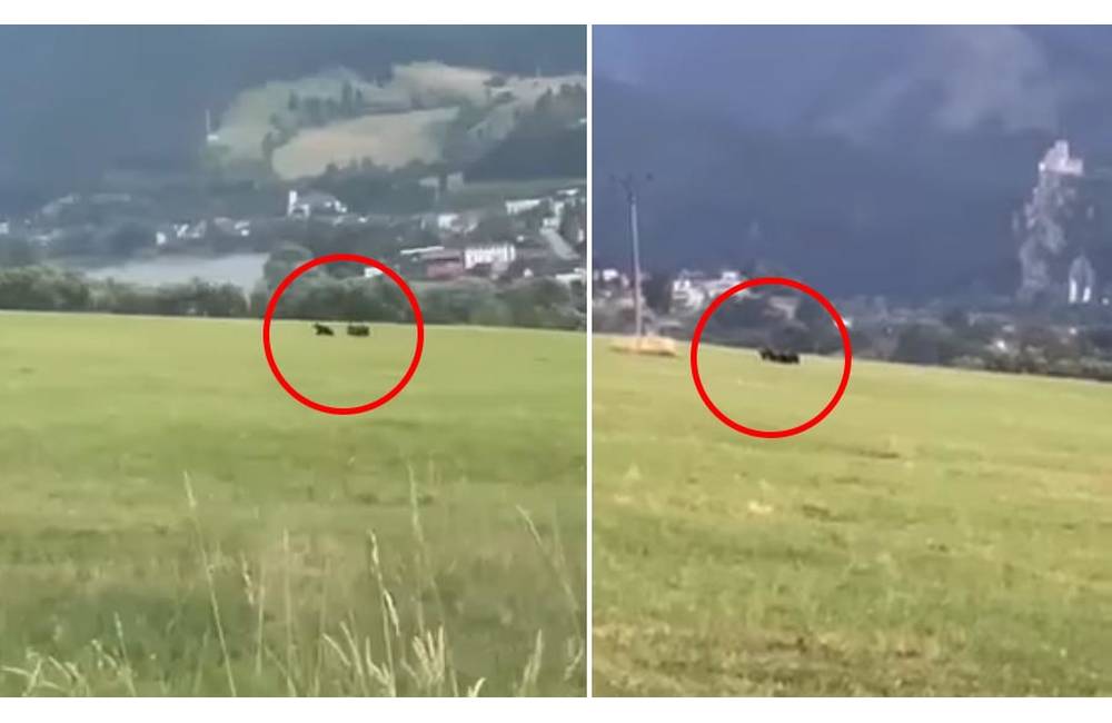 VIDEO: V blízkosti chatovej oblasti nad obcou Varín pobehovali tri medvede