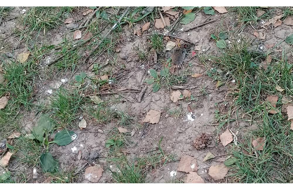 Foto: Na detskom ihrisku na Hlinách 4 v Žiline sú porozhadzované telá zdochnutých myší