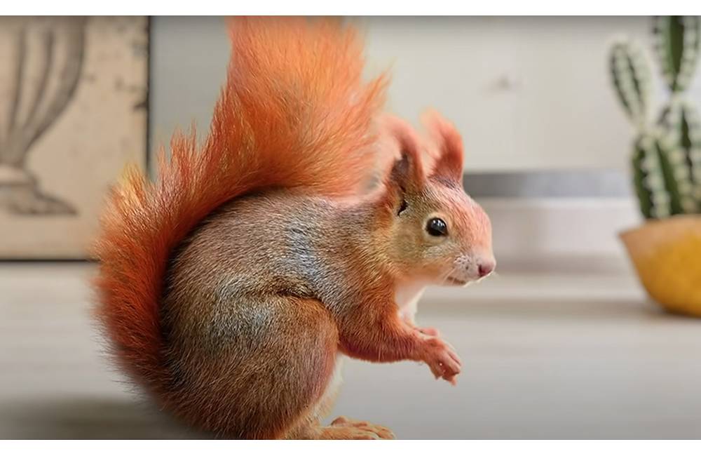 VIDEO: Videli ste už najrýchlejšie rapujúcu veveričku z novej Kimbino kampane?