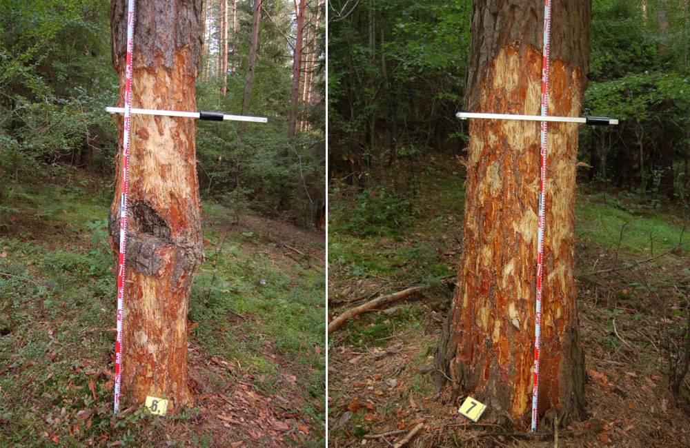 Traja muži na Kysuciach strhávali kôru zo stromov a predávali ju, spôsobili škodu za 4500 eur