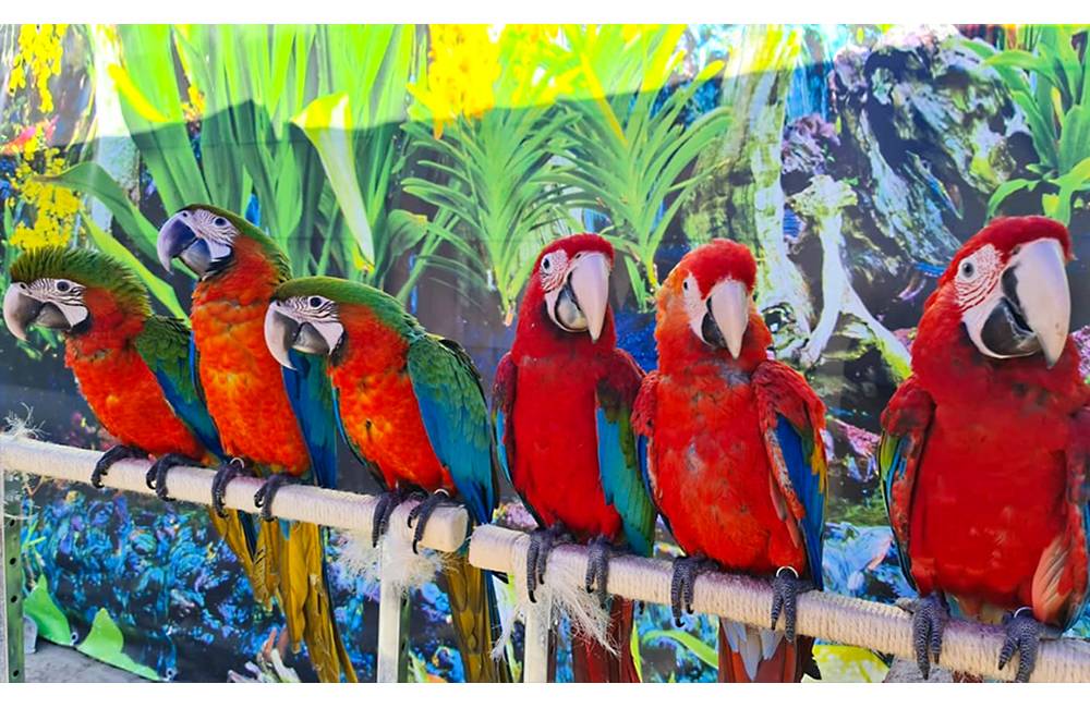 Unikátna kontaktná ZOO Arakovo láka aj Žilinčanov, exotické papagáje sú zážitkom na celý život