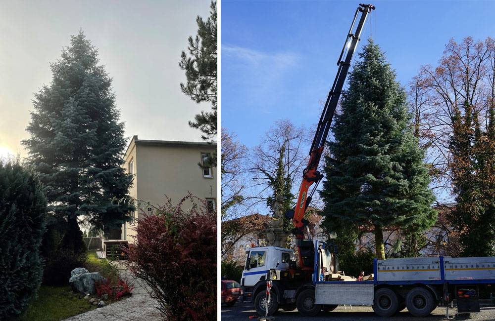 Foto: Mariánske námestie bude tento rok zdobiť vianočný stromček z Horného Hričova, mesto ho získalo darom