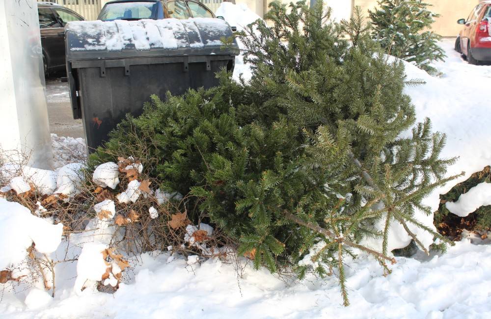 Použité živé vianočné stromčeky v Žiline pozbiera mesto, obyvatelia ich môžu odovzdať aj do zberne