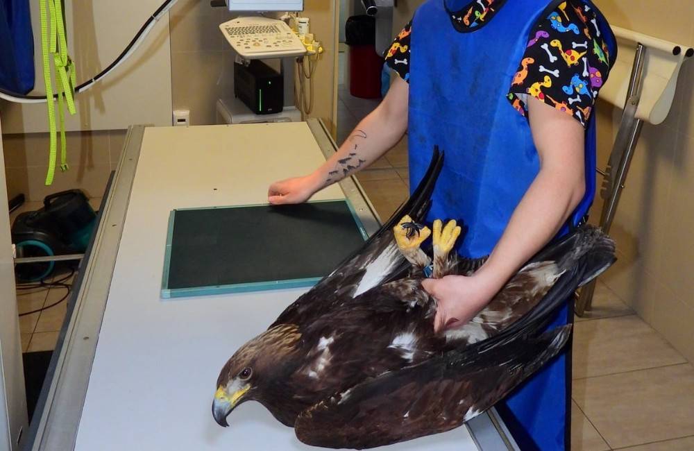 Do záchrannej stanice v Zázrivej priviezli zraneného orla skalného, jednu zachránenú orlicu už nedávno vypustili