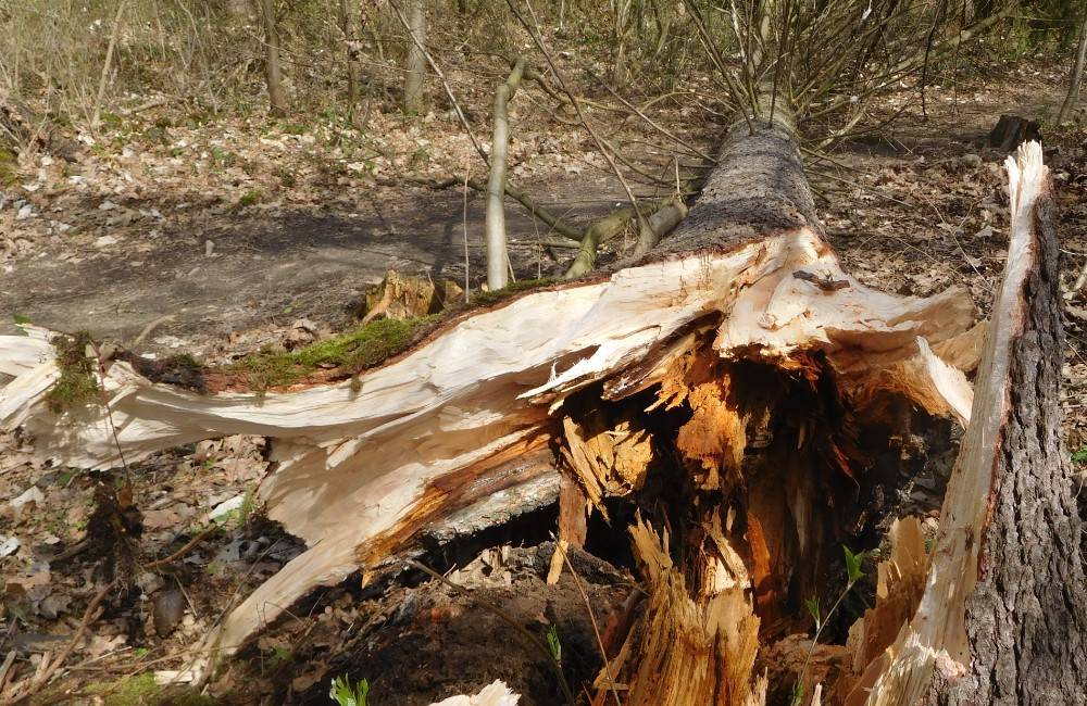 V žilinskom Lesoparku Chrasť prebieha meranie stability drevín, ktoré zvýši bezpečnosť návštevníkov