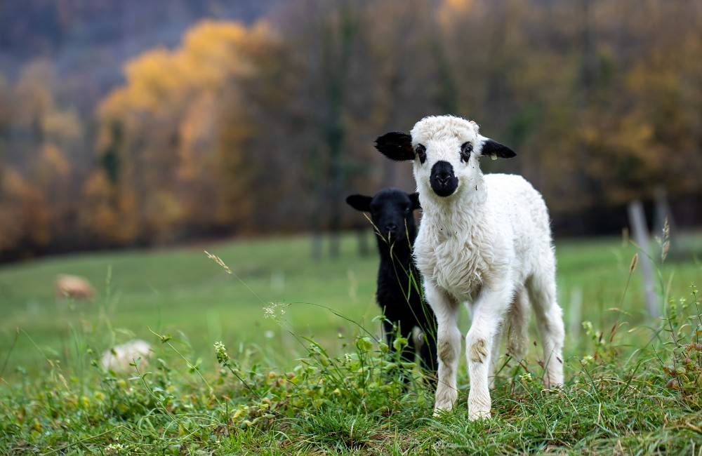 Sviatky jari zavítali do Múzea liptovskej dediny Pribylina, naučia vás strihať ovce či piecť obradové pečivo