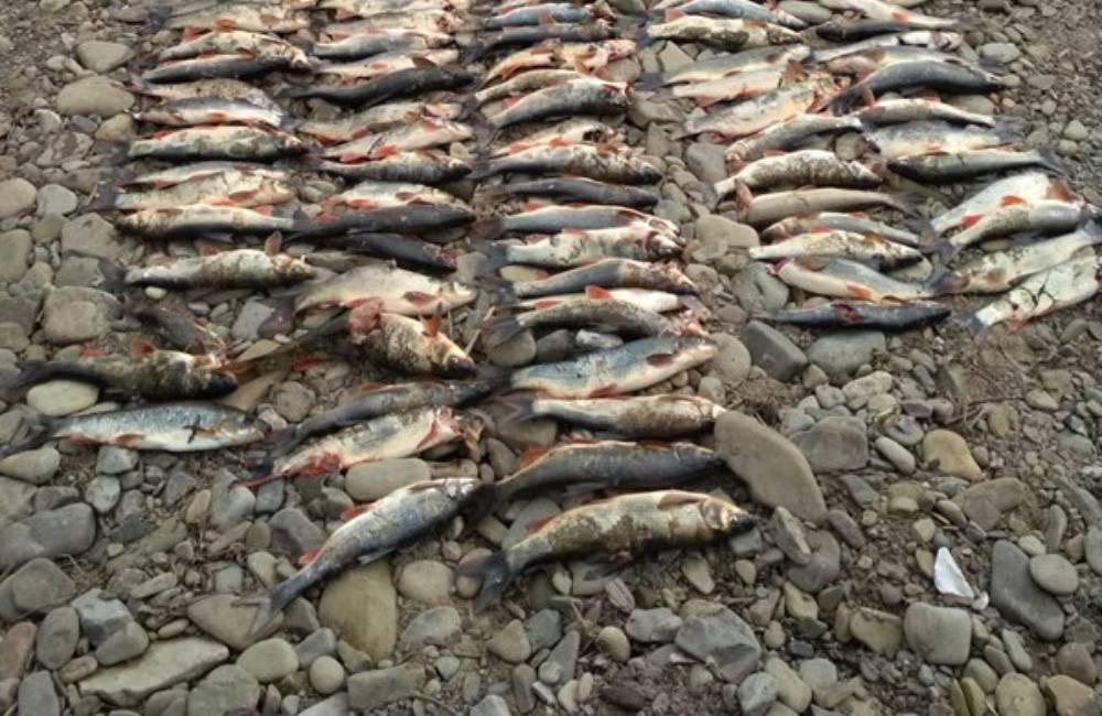 Neznámy páchateľ zabil jazdou autom v rieke Kysuca niekoľko stoviek rýb