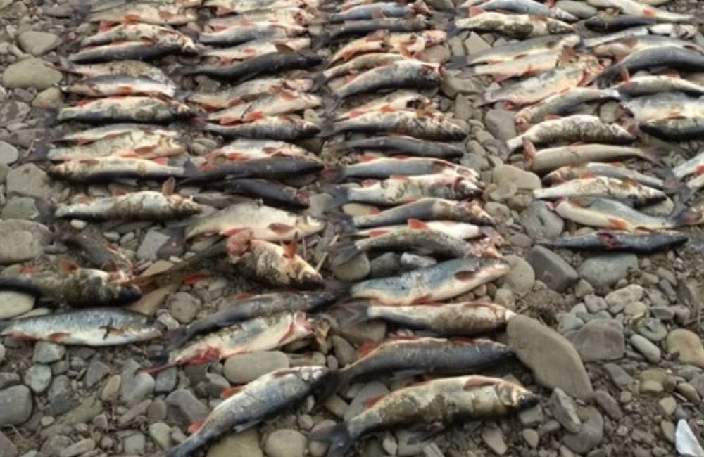 Vodič, ktorý jazdil korytom rieky Kysuca a usmrtil stovky rýb, spôsobil škodu vo výške desiatok tisíc eur