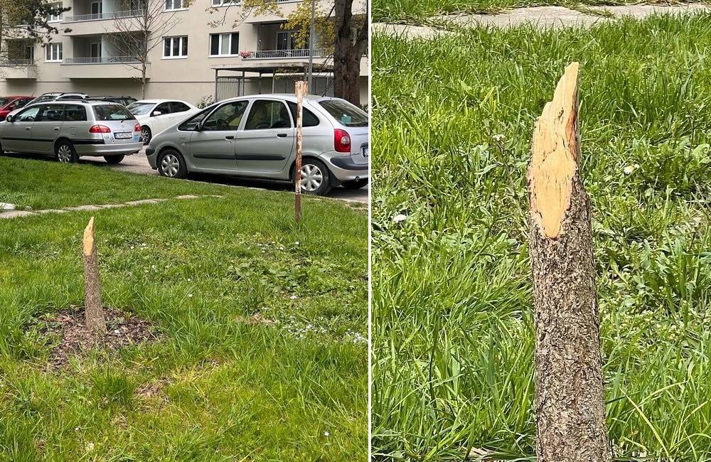 K poškodeniu stromov dochádza aj na žilinskom sídlisku Vlčince, dva boli zoťaté sekerou