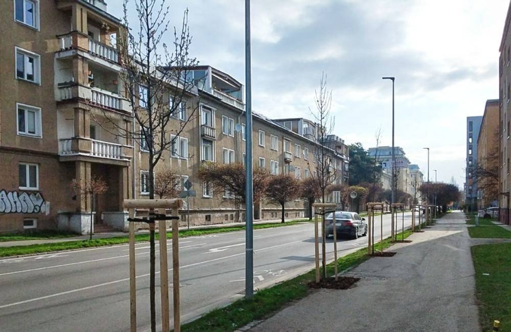 Foto: Jarná výsadba v Žiline pokračuje: V uliciach mesta pribudne 130 stromov a vyše 2000 kríkov