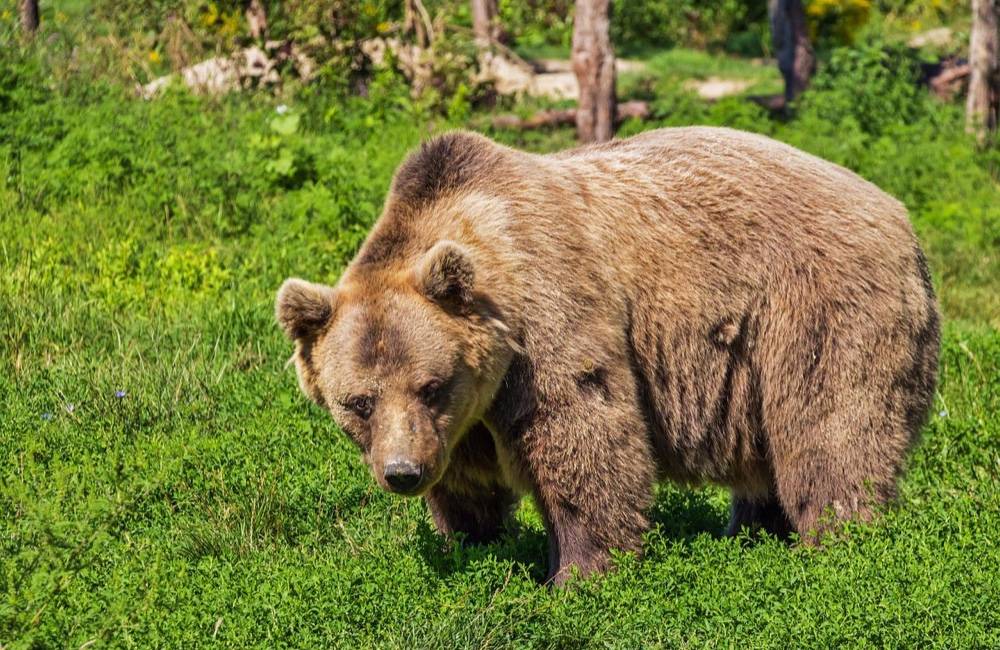 Medvede zaútočili tento rok na ľudí už trikrát. Odborník radí, ako sa máme v takýchto situáciach zachovať 