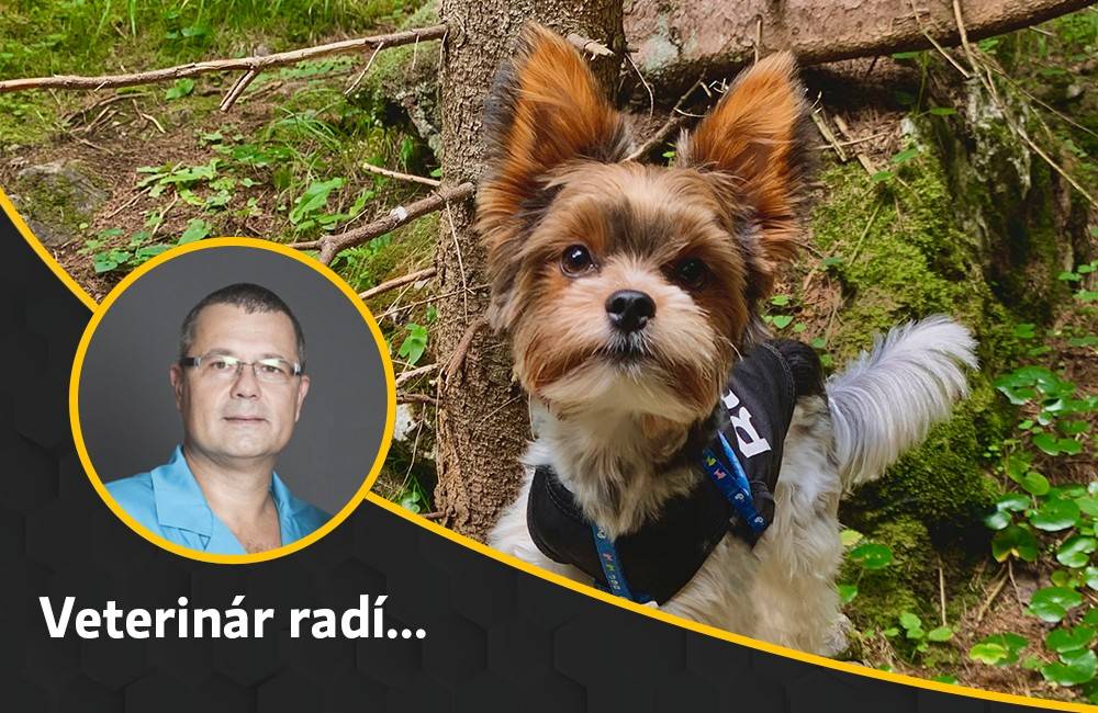 Žilinský veterinár Dr. Bajužík radí: Ako postupovať, pokiaľ váš psík zjedol otravu? 