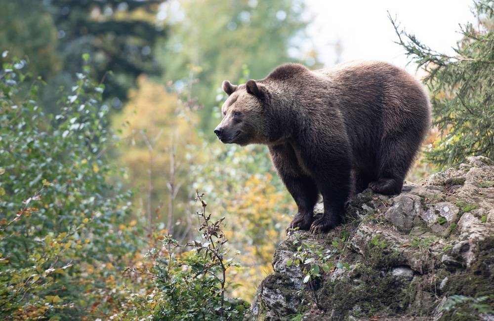 Zásahový tím usmrtil problémovú medvedicu, ktorá sa pohybovala v okrese Liptovský Mikuláš