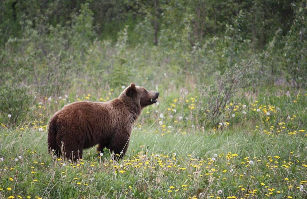 V Sučanoch odstránili ďalšieho problémového jedinca medveďa hnedého 