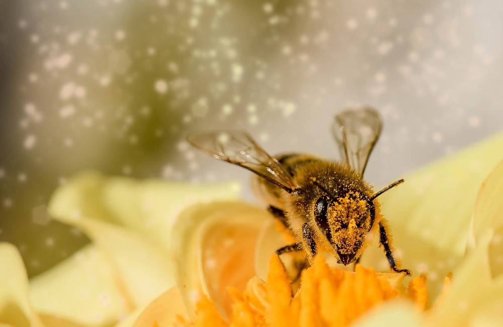 Alergici pozor! V Žiline opäť namerali najvyššiu koncentráciu peľu v ovzduší, pribúdajú aj spóry plesní