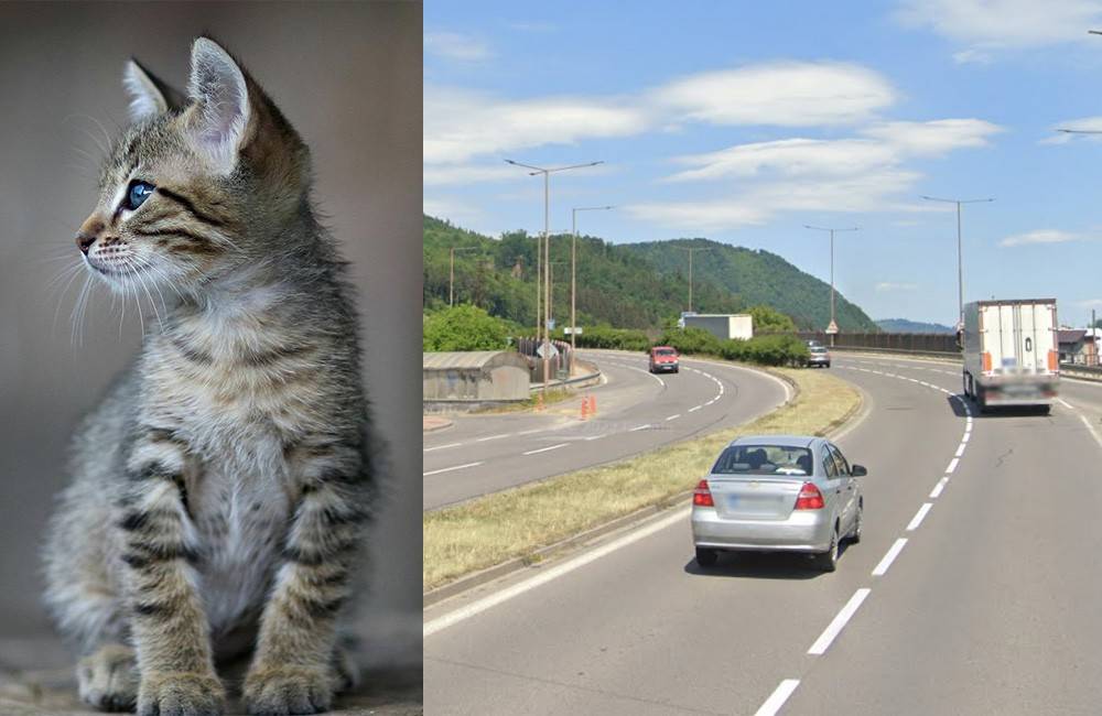 Pri Budatíne niekto počas jazdy vyhadzoval z auta na hlavnú cestu mačiatka, minimálne jedno neprežilo