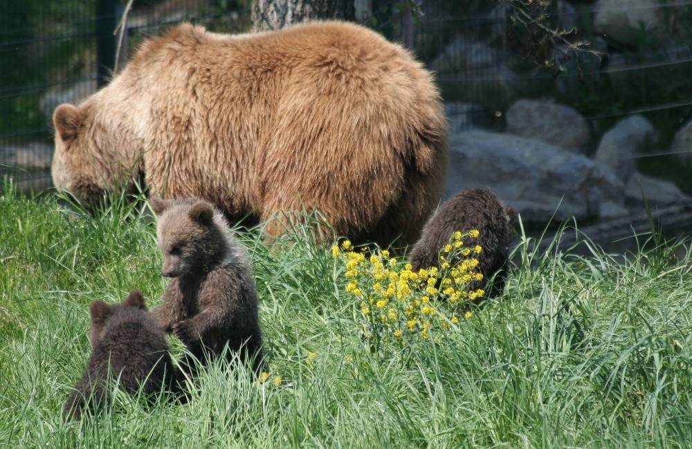 Pri záhradkárskych osadách v Ružomberku sa pohybuje medvedica s dvomi mláďatami