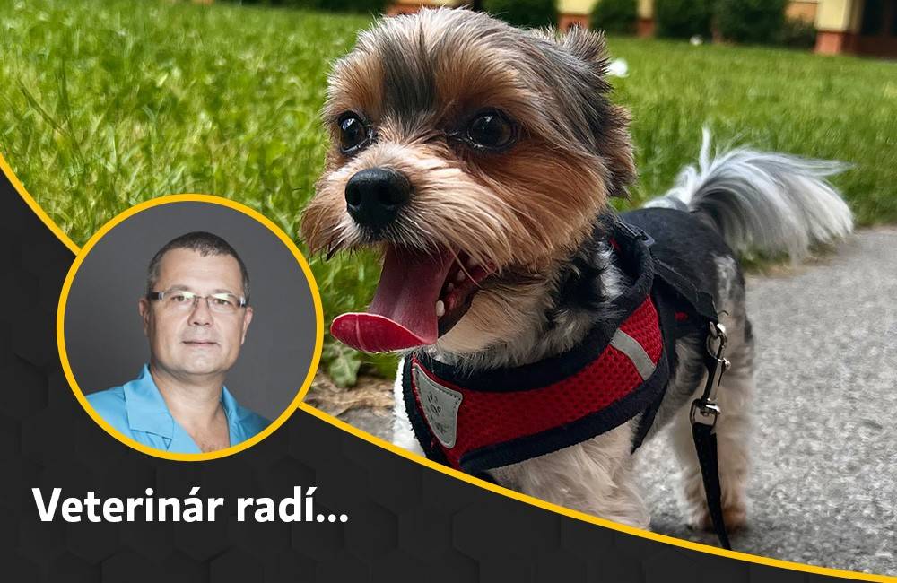 Žilinský veterinár Dr. Bajužík radí: Horúčavy trápia aj zvieratá, akú starostlivosť v týchto dňoch potrebujú?