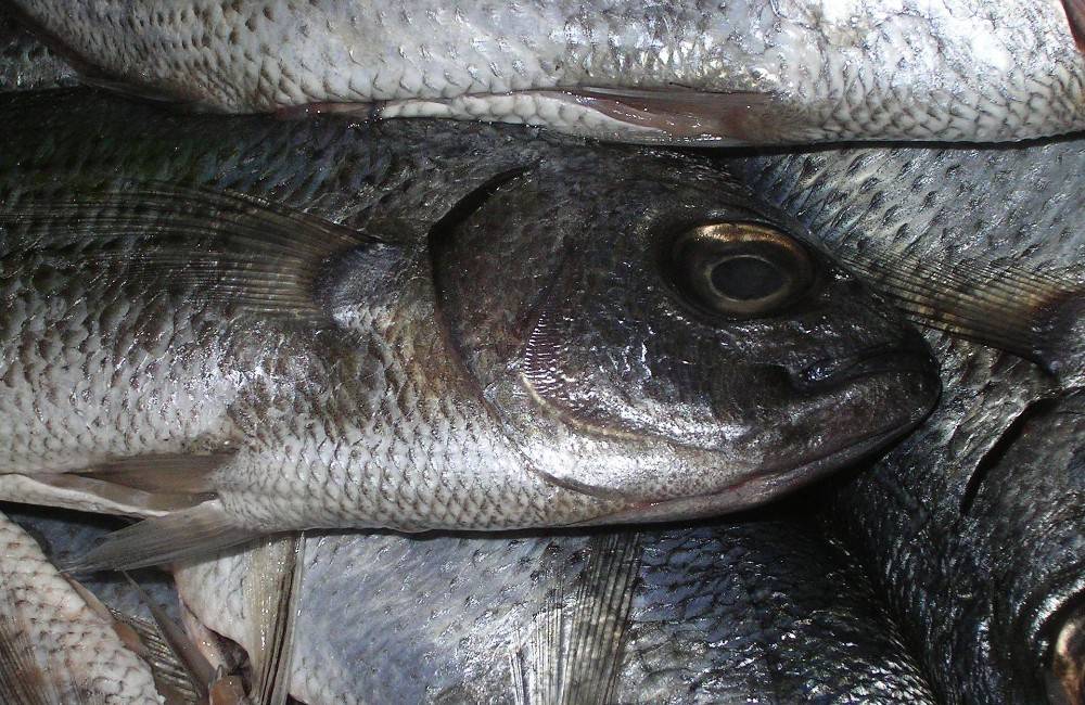 V rieke Turiec uhynulo minimálne 8 druhov rýb, príčinu smrti tisícok jedincov vyšetruje polícia