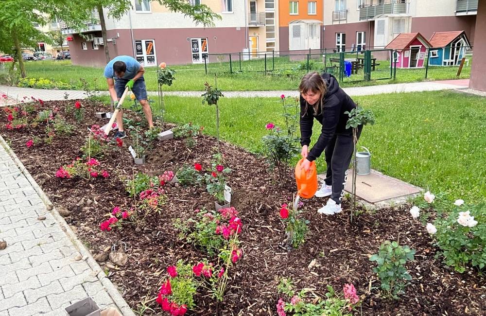 Foto: FOTO: Vlčince skrášľujú desiatky voňavých ruží, Arboreum Garden spolu s dobrovoľníkmi vybudovalo nové rozárium