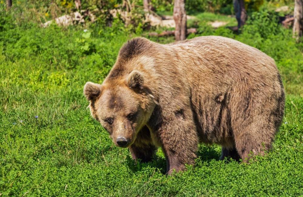 V obci na hranici Žilinského a Trenčianskeho kraja sa opäť pohyboval medveď, polícia varuje obyvateľov
