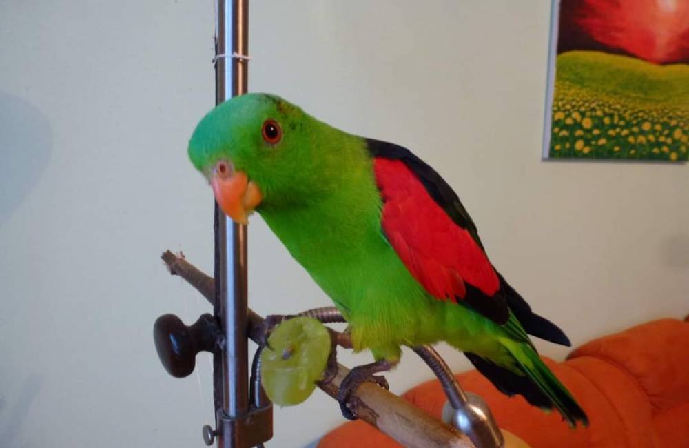 Na žilinskom sídlisku Solinky uletel papagáj, majiteľ prosí o pomoc pri jeho hľadaní