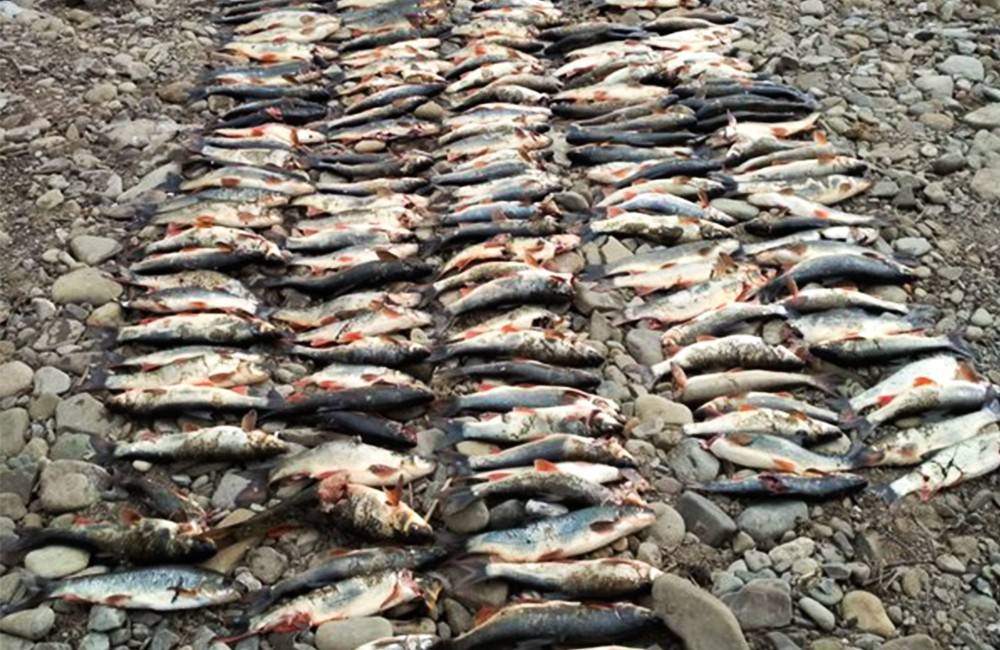 Traja muži, ktorí usmrtili viac než 800 rýb v rieke Kysuca jazdou na terénnych vozidlách, boli odhalení