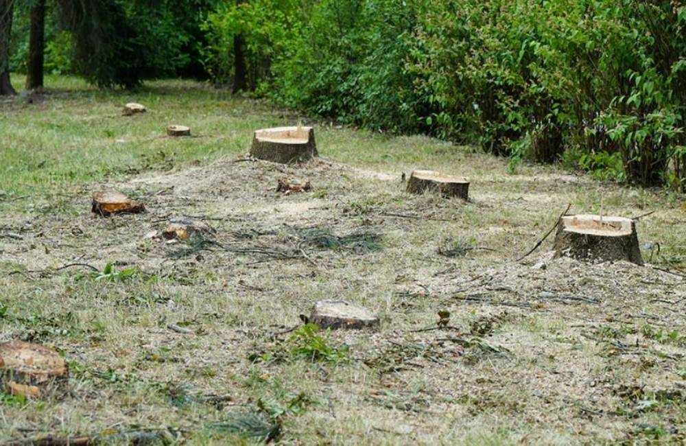 Foto: Žilinská samospráva zbavuje mesto odumretých drevín, ktoré predstavujú pre svoje okolie reálne riziko