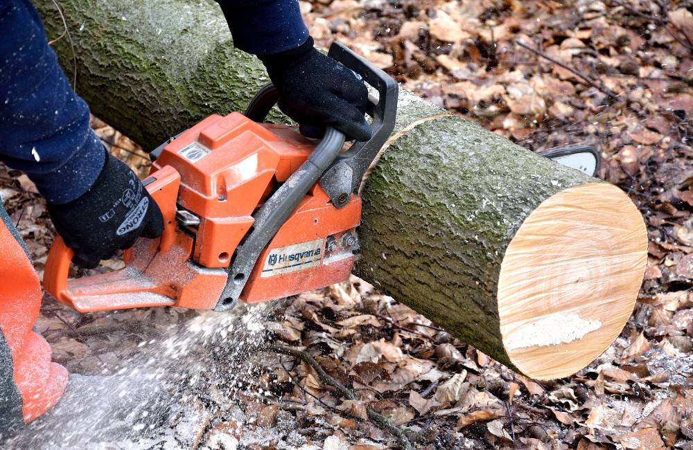 Foto: Mesto Žilina odstraňuje nebezpečné dreviny, za každý vyrúbaný strom však vysadí dva nové