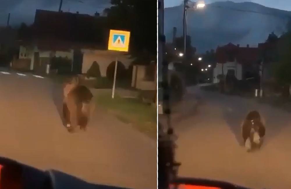 VIDEO: Väčší medveď bežal po ceste cez liptovskú obec tesne nasledovaný vodičom osobného vozidla