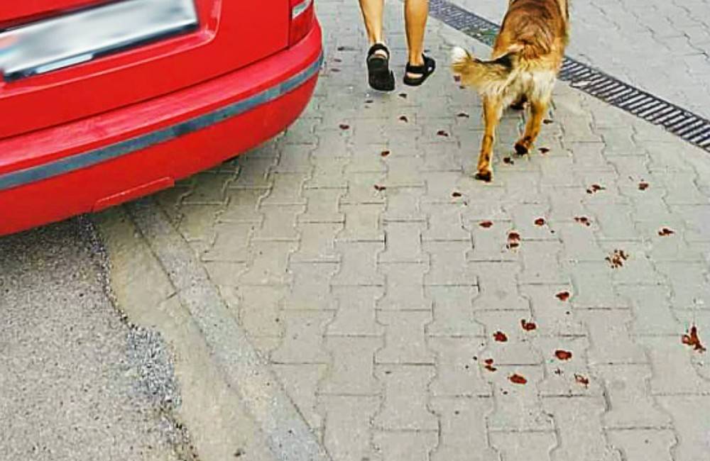 Foto: Polícia vyšetruje prípad týrania psíka na Orave: Muž ho mal priviazať o auto a ťahať za sebou