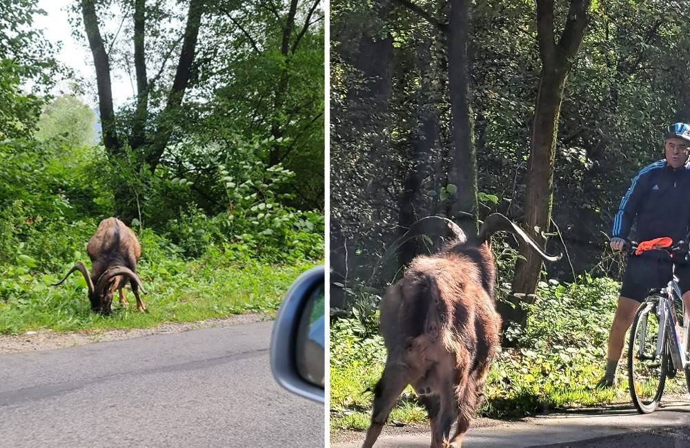 Foto: Na cyklistu pri obci Rudinka zaútočil agresívny cap, zviera sa pri ceste pohybuje pravidelne