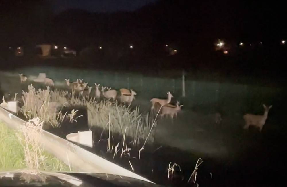 VIDEO: Početné stádo vysokej zveri sa v noci pohybovalo pri ceste medzi Gbeľanmi a Nededzou