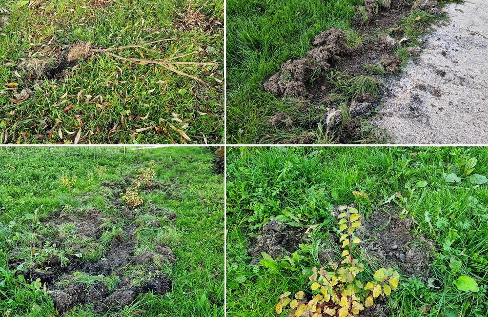 FOTO: Nový park v Trnovom začali pustošiť diviaky, ktoré rozrývajú zem a vytrhávajú rastliny