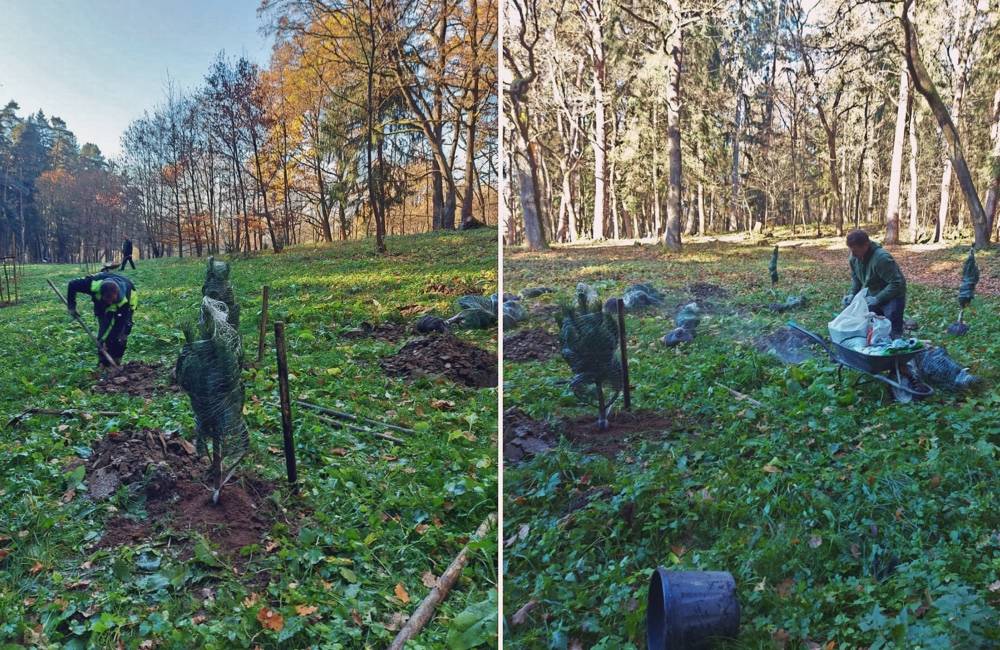 Foto: V lesoparku Chrasť bolo vysadených takmer 50 nových ihličnanov, časť z nich po týždni ukradli