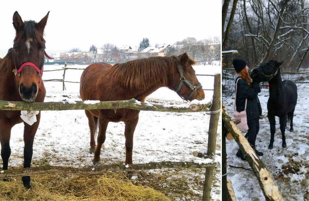 Tri kobyly, ktoré počas noci zmizli v žilinskej mestskej časti Trnové, sa našli