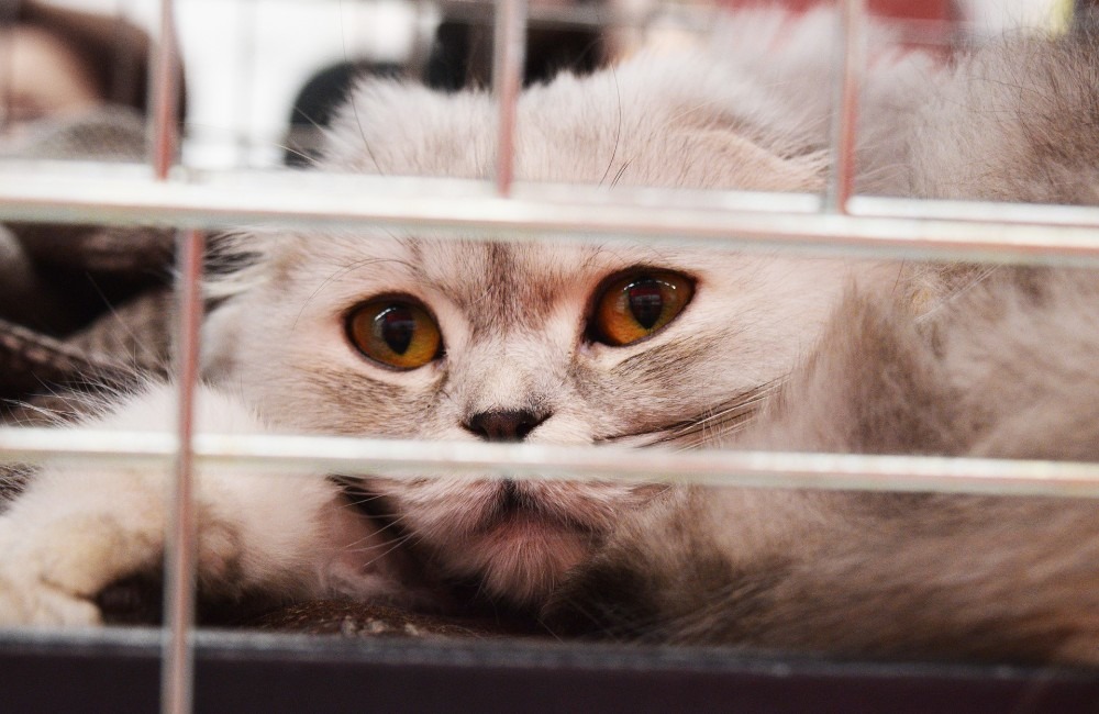 V Žiline vznikol útulok pre mačky, mesto im zabezpečí veterinára, očkovanie aj kastráciu