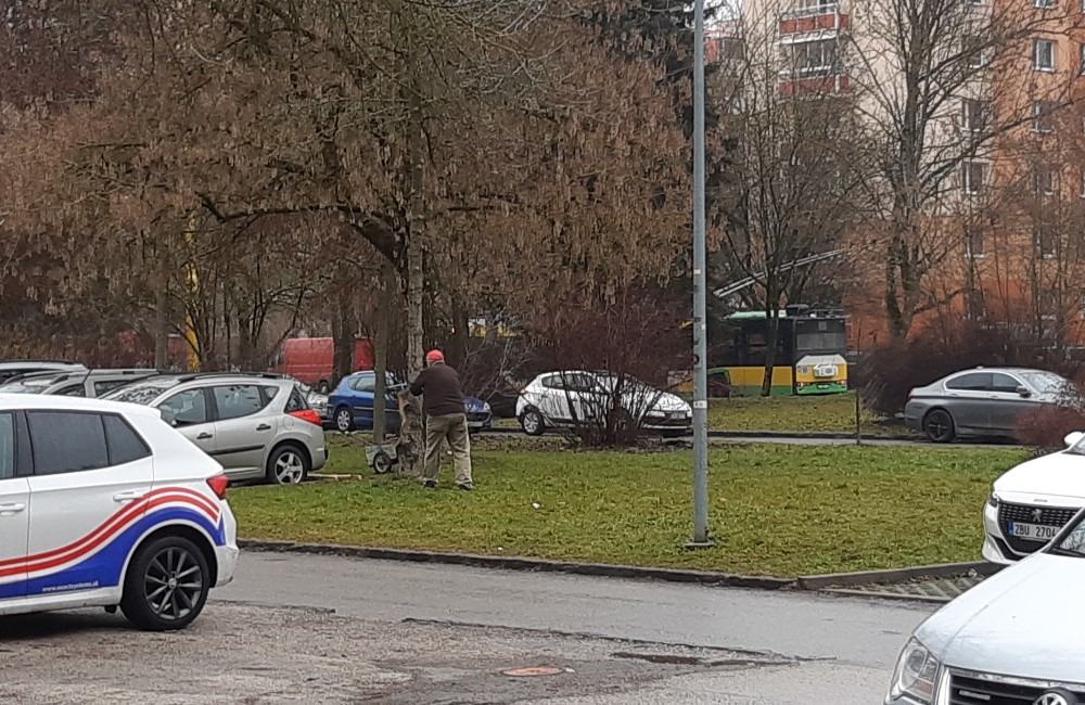 Foto: FOTO: Starší pán sa rozhodol vyrúbať strom na Vlčincoch, v jeho tesnej blízkosti parkovali vozidlá