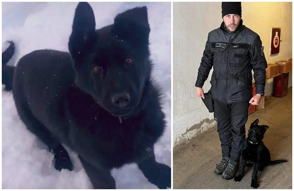 Foto: Dolný Kubín do policajných radov prijal nového člena, je ním 4-mesačné šteniatko Ingolf