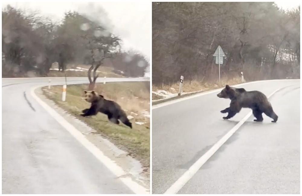 Vodičovi neďaleko Abramovej skrížil cestu medveď. Blízke stretnutie sa mu podarilo zachytiť aj na videu