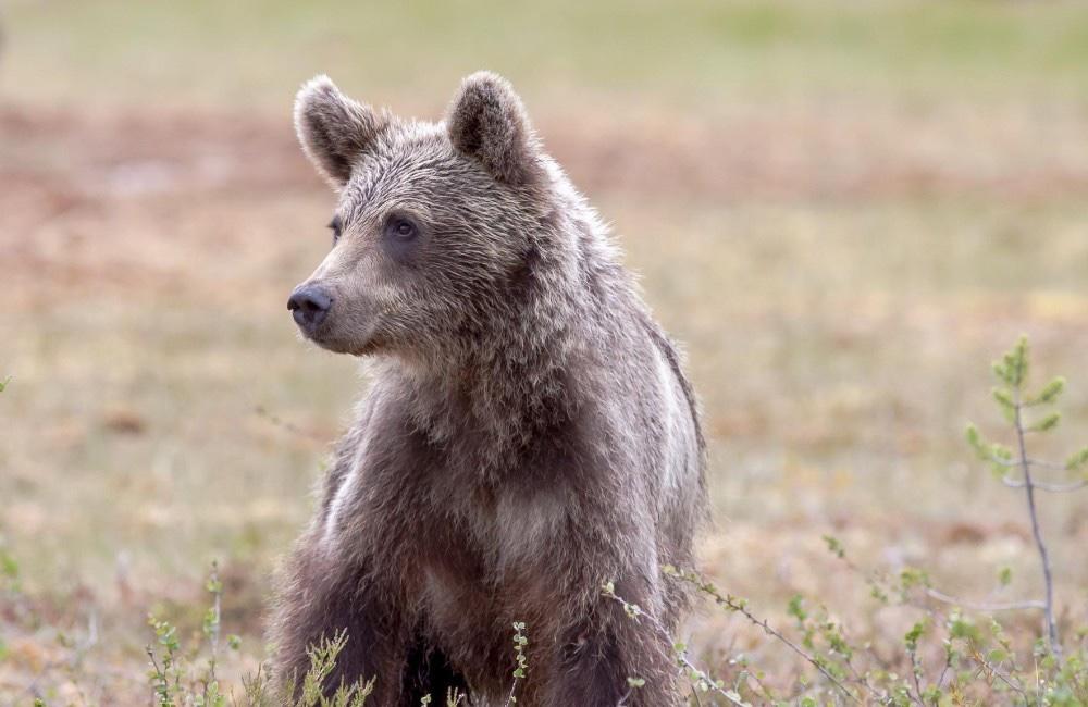 Počas tohto víkendu bude na Kysuciach prebiehať monitoring medveďa, získame tak informácie o jeho výskyte