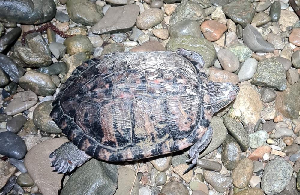 Pri vodnom diele v Žiline objavili korytnačku písmenkovú, pýši sa dĺžkou vyše 20 centimetrov