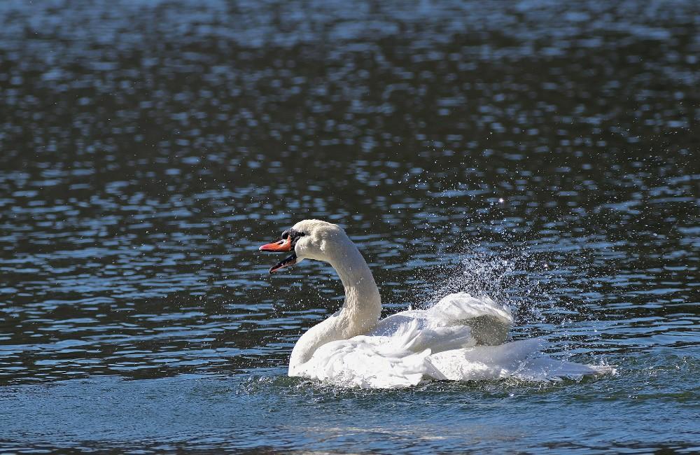 Na Vodnej nádrži Hričov uhynula labuť s vtáčou chrípkou, RVPS žiada chovateľov o spoluprácu